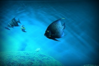 fish.jpg