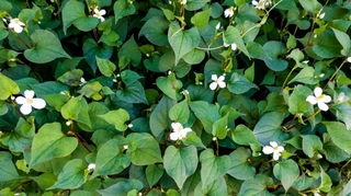 fishmint.jpg