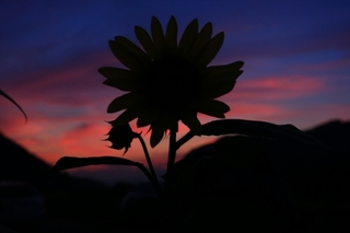 flower-night.jpg