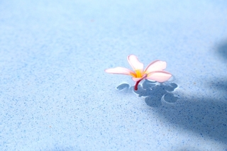 flower_on_water.jpg