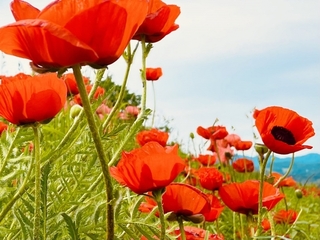 flowers_field.jpg