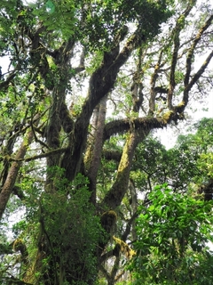 forest.jpg