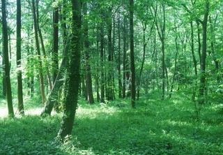 forest.jpg