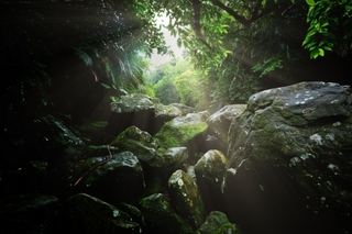 forest.jpg