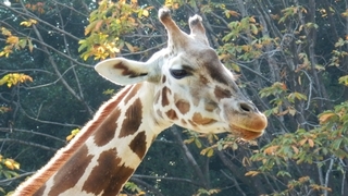 giraffe.jpg