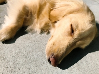 golden_retriever.jpg