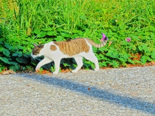grass-cat.jpg
