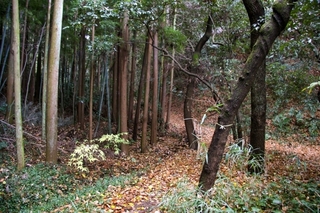 greenway.jpg