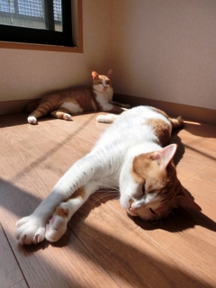 hinataneko.jpg