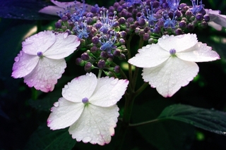 hydrangea.jpg