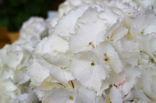 hydrangea.jpg