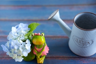 hydrangea_watering_can.jpg
