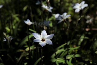 ipheion2.jpg