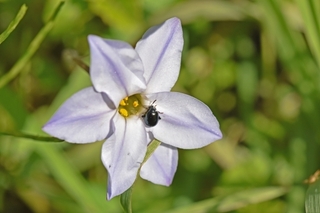ipheion_and_beetle.jpg