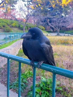 japanese-crow.jpg