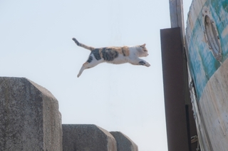 jumping_cat.jpg