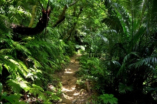 jungle.jpg