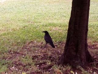 karasu.jpg