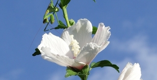 korean_rose.jpg