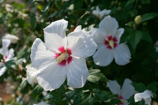 korean_rose2.jpg