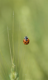 ladybug.jpg