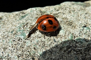 ladybug.jpg
