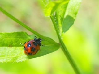 ladybug2.jpg