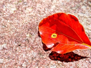 leaf-red.jpg