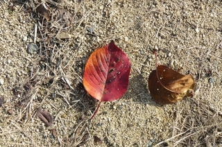 leaf.jpg