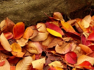 leaves.jpg