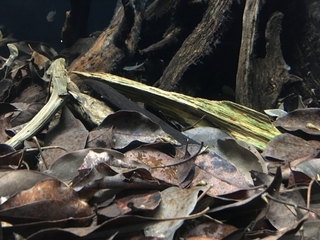 leaves.jpg