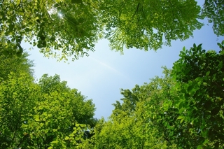 leaves.jpg