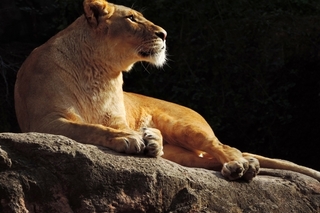 lion.jpg