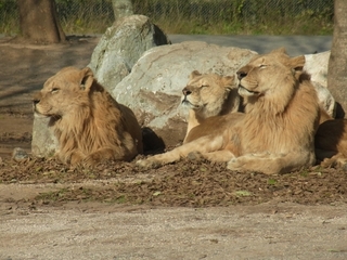 lion.jpg