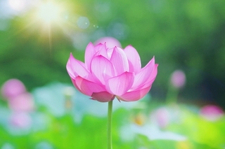 lotus_flower.jpg