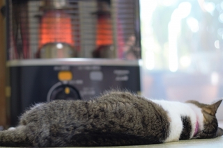lying-down-cat.jpg