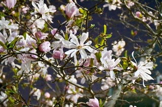 magnolia.jpg