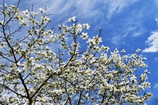 magnolia_kobus.jpg