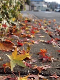 maple-leaves.jpg