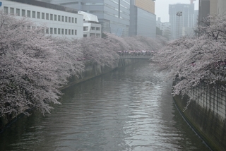 meguro_sakura.jpg