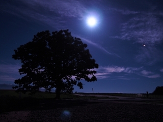 moon_and_tree.jpg