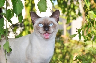 neko-in-a-bad-mood.jpg