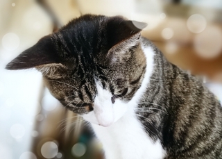 neko-nayamu.jpg