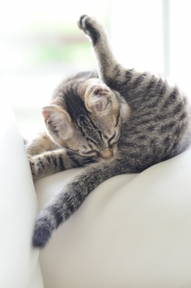 neko.jpg