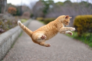 neko2.jpg