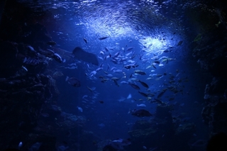 ocean.jpg