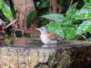 palethrush.jpg