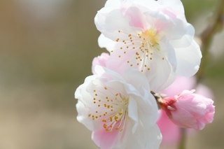peach-blossom.jpg