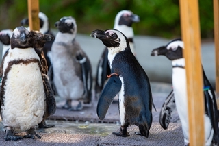 penguin.jpg