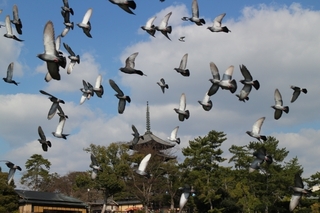pigeons.jpg